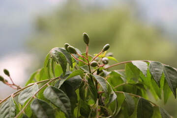 Curry Leaves plant with seed, a Herb Often Used in Indian Cooking