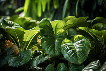 Elephant Ear Plant - with its giant, ear-shaped leaves.