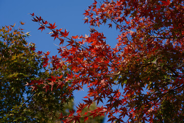 This is a scene of autumn foliage in Japan, where the colors of green, yellow, and red change from tree to tree and leaf to leaf. The photos were taken in casual and ordinary places in Tokyo and the c