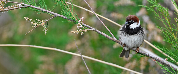 Weidensperling // Spanish Sparrow (Passer hispaniolensis) 