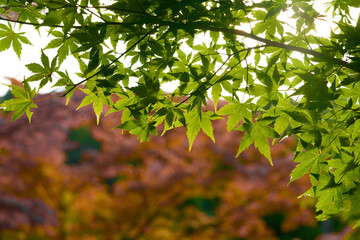 This is a scene of autumn foliage in Japan, where the colors of green, yellow, and red change from tree to tree and leaf to leaf. The photos were taken in casual and ordinary places in Tokyo and the c
