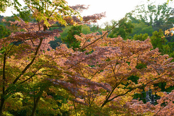 This is a scene of autumn foliage in Japan, where the colors of green, yellow, and red change from tree to tree and leaf to leaf. The photos were taken in casual and ordinary places in Tokyo and the c
