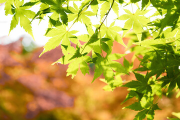 This is a scene of autumn foliage in Japan, where the colors of green, yellow, and red change from tree to tree and leaf to leaf. The photos were taken in casual and ordinary places in Tokyo and the c