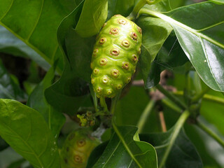 Noni fruit ( Morinda citrifolia) with natural background blur. Noni is a medicinal plant. Fruits...