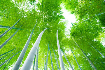 While strolling through the ancient city of Kamakura, I came across a bamboo grove nestled in the mountains. Despite the season being autumn, the leaves of the bamboo were a beautiful shade of green. 