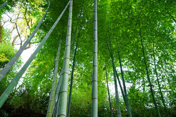 While strolling through the ancient city of Kamakura, I came across a bamboo grove nestled in the mountains. Despite the season being autumn, the leaves of the bamboo were a beautiful shade of green. 