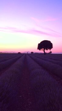 Silhouette of a tree at sunset in a lavender field, Brihuega. Guadalajara