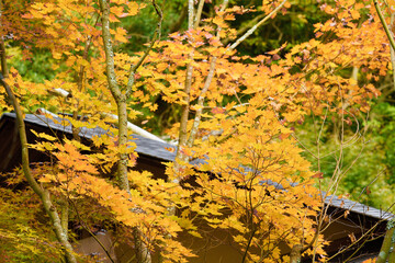 This is a scene of autumn foliage in Japan, where the colors of green, yellow, and red change from tree to tree and leaf to leaf. The photos were taken in casual and ordinary places in Tokyo and the c