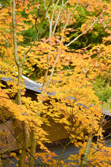 This is a scene of autumn foliage in Japan, where the colors of green, yellow, and red change from tree to tree and leaf to leaf. The photos were taken in casual and ordinary places in Tokyo and the c