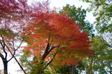 This is a scene of autumn foliage in Japan, where the colors of green, yellow, and red change from tree to tree and leaf to leaf. The photos were taken in casual and ordinary places in Tokyo and the c
