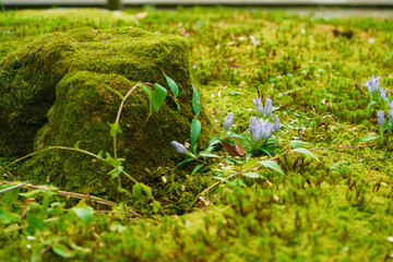 garden rock and lily