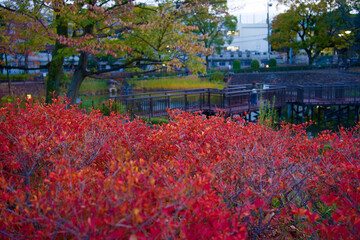 This is a scene of autumn foliage in Japan, where the colors of green, yellow, and red change from tree to tree and leaf to leaf. The photos were taken in casual and ordinary places in Tokyo and the c