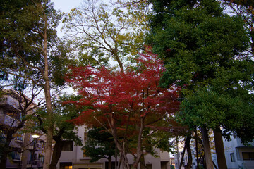 This is a scene of autumn foliage in Japan, where the colors of green, yellow, and red change from tree to tree and leaf to leaf. The photos were taken in casual and ordinary places in Tokyo and the c
