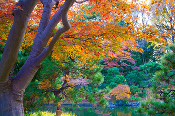 This is a scene of autumn foliage in Japan, where the colors of green, yellow, and red change from tree to tree and leaf to leaf. The photos were taken in casual and ordinary places in Tokyo and the c