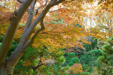 This is a scene of autumn foliage in Japan, where the colors of green, yellow, and red change from tree to tree and leaf to leaf. The photos were taken in casual and ordinary places in Tokyo and the c