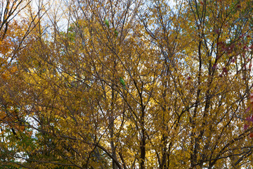 This is a scene of autumn foliage in Japan, where the colors of green, yellow, and red change from tree to tree and leaf to leaf. The photos were taken in casual and ordinary places in Tokyo and the c
