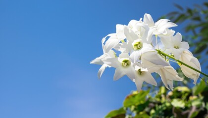 Angel flowers grow from the fresh green ground