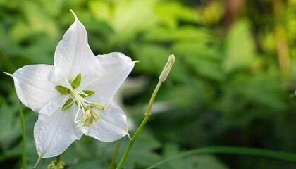 Angel flowers grow from the fresh green ground