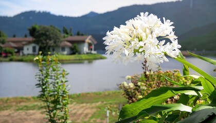 Angel flowers grow from the fresh green ground