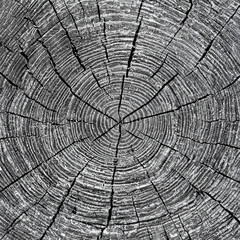 Fototapeta premium wood texture