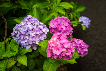 京都府宇治市の三室戸寺で見た、ピンクや青色の紫陽花