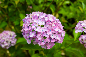 京都府宇治市の三室戸寺で見た、ピンク色の紫陽花のアップ