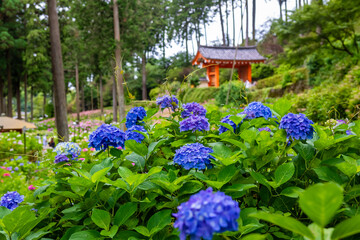 京都府宇治市の三室戸寺で見た、青い紫陽花