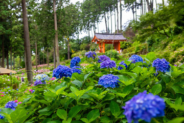 Fototapeta na wymiar 京都府宇治市の三室戸寺で見た、青い紫陽花