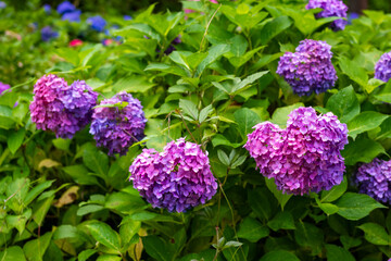 京都府宇治市の三室戸寺で6月に見た、ピンクや紫色の紫陽花