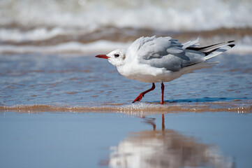 A black headed gull walking on the beach