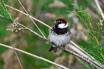 Spanish Sparrow // Weidensperling (Passer hispaniolensis) 