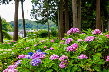 京都府宇治市の三室戸寺で6月にみた、ピンクや青色のカラフルな紫陽花