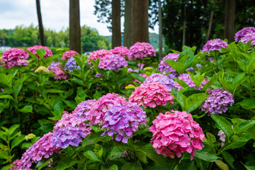 6月に京都府宇治市の三室戸寺で見た、ピンクや紫色の紫陽花