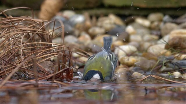 A Great Tit bathing in the water