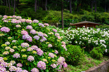 6月に京都府宇治市の三室戸寺で見た、ピンクや白色の紫陽花