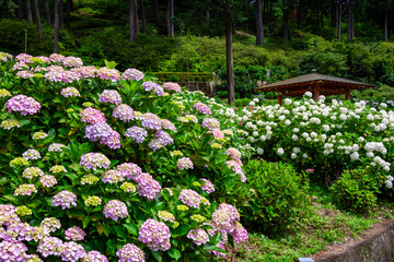 6月に京都府宇治市の三室戸寺で見た、ピンクや白色の紫陽花