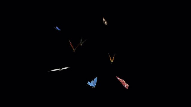 Swarm of Colorful Butterflies - 4K Flying Loop - LS View - III - Realistic cinematic 3D animation isolated on transparent background with alpha channel