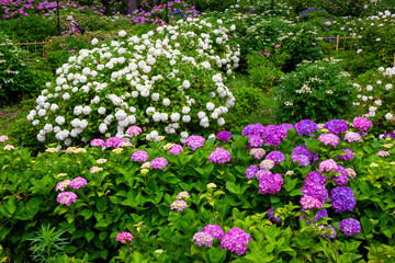 京都府宇治市の三室戸寺で6月に見た、白やピンク色などのカラフルな紫陽花