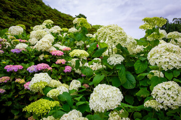 6月に京都府宇治市の三室戸寺で見た、白やピンク色の紫陽花と曇り空