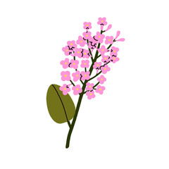 Lilac, floral plant. Spring flower branch. Blossomed twig, sprig. Botanical design element, delicate decoration. Blooms, leaf on stem. Flat vector illustration isolated on white background