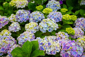 6月に京都府宇治市の三室戸寺でみた、白色や紫色の紫陽花