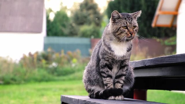 Gray tabby cat sitting outdoor on a green grass background. Close-up. Slow motion. Stray pet looks around. Concept of helping to homeless animals. Looking around and at the camera. High quality 4k
