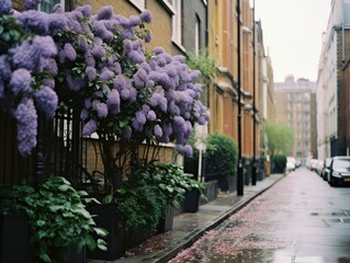 London street filled with many lilac bushes