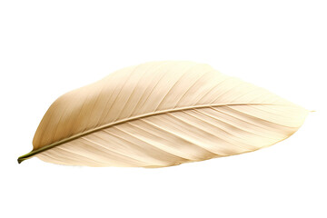 Palm Leaf for Artistic Creations Isolated on Transparent Background