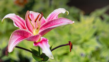 Beautiful flowers in the garden  with copy space
