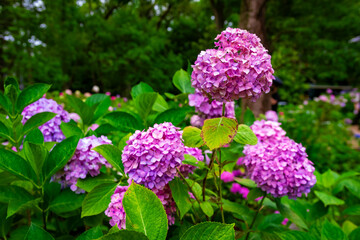 京都市の藤森神社で6月に見た、ピンクや紫色の紫陽花