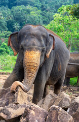 Elephant nursery on the island of Sri Lanka in Pinnawala.