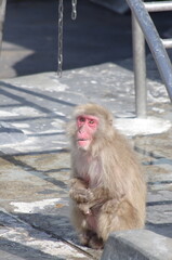 Naklejka premium 温泉