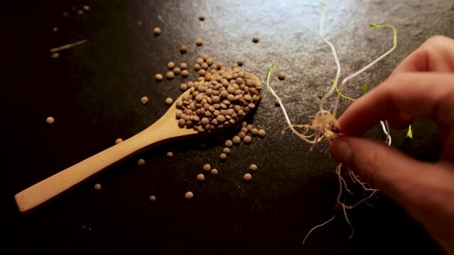 showing the camera some sprouts of sprouted lentils, a legume consumed daily