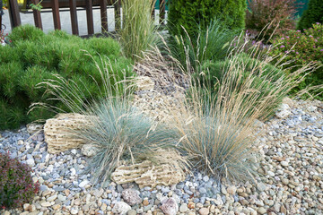 Backfilling with pebbles in the garden and Helictotrichon plant